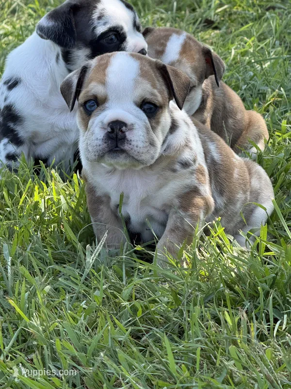 Kenny – English Bulldog puppy for sale in Lennox, SD