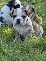 Kenny, a male English Bulldog for sale in Lennox, SD – 1 of 6