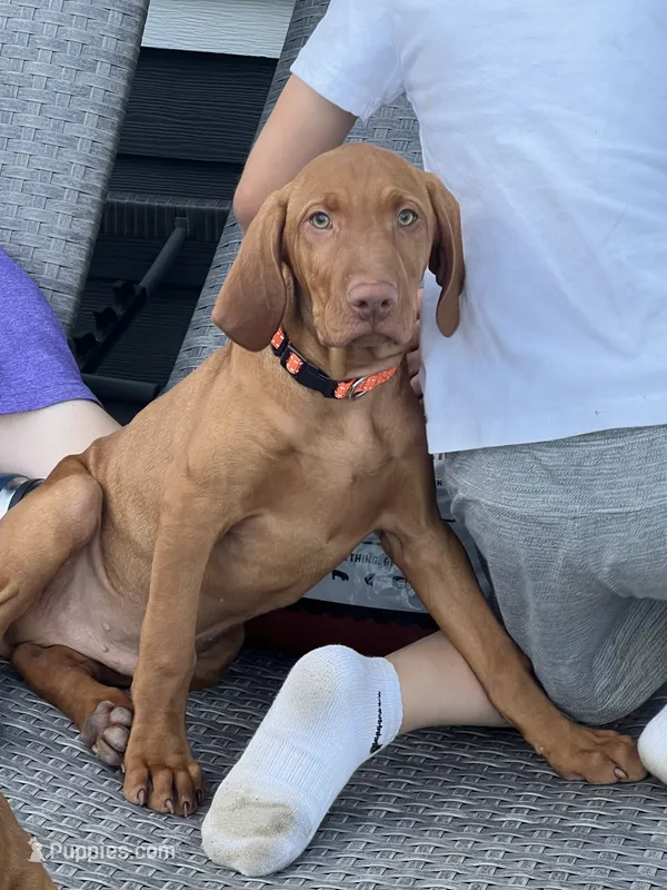 Green – Vizsla puppy for sale in Canby, OR