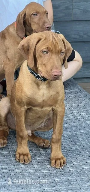 Moose – Vizsla puppy for sale in Canby, OR