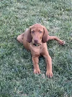 Green, a male Vizsla for sale in Canby, OR – 2 of 2