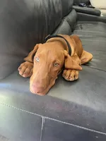 Moose, a male Vizsla for sale in Canby, OR – 2 of 2