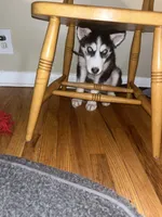 Ghost, a male Siberian Husky for sale in Detroit, MI – Photo 3 of 3