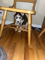 Ghost, a male Siberian Husky for sale in Detroit, MI – Photo 2 of 3