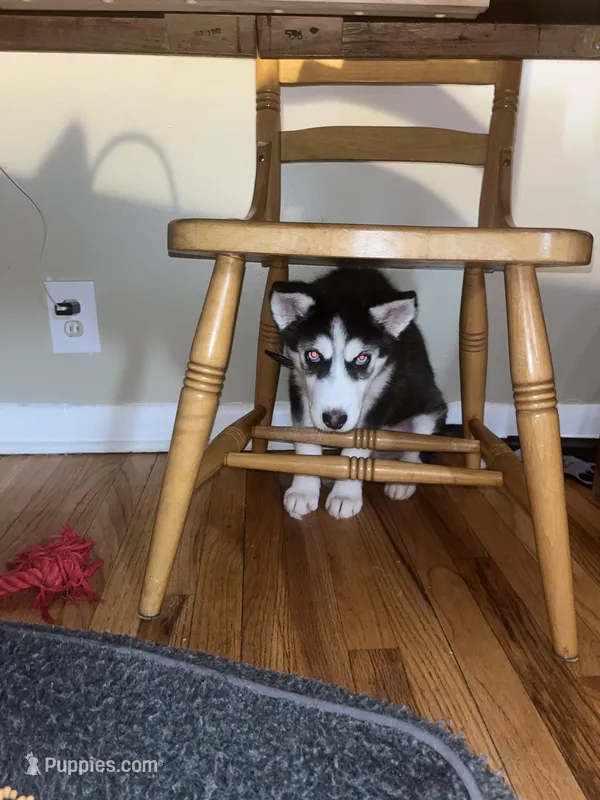 Ghost – Siberian Husky puppy for sale in Detroit, MI