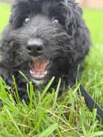 Smokey , a female Bernedoodle for sale in Minneapolis, MN – 4 of 5