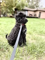 Smokey , a female Bernedoodle for sale in Minneapolis, MN – 3 of 5