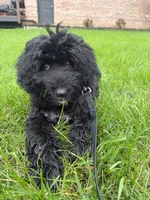 Smokey , a female Bernedoodle for sale in Minneapolis, MN – 2 of 5