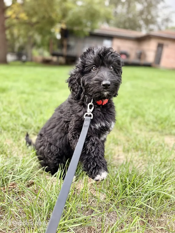 Smokey  – Bernedoodle puppy for sale in Minneapolis, MN