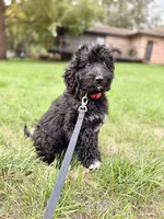 Smokey , a female Bernedoodle for sale in Minneapolis, MN – 1 of 5