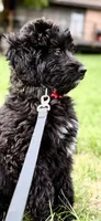 Smokey , a female Bernedoodle for sale in Minneapolis, MN – 5 of 5