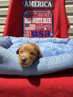 Brooks , a male Miniature Dachshund for sale in Greeley, CO – 2 of 6