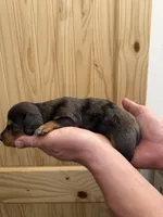 🐾 Buster 🐾, a male Miniature Dachshund for sale in Greeley, CO – 4 of 6