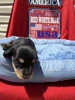 Bandit, a male Miniature Dachshund for sale in Greeley, CO – 4 of 6