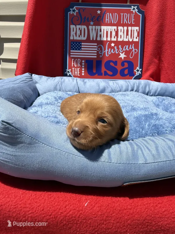 Brooks  – Miniature Dachshund puppy for sale in Greeley, CO