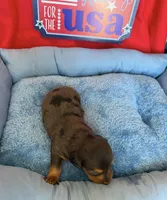 🐾 Buster 🐾, a male Miniature Dachshund for sale in Greeley, CO – 2 of 6