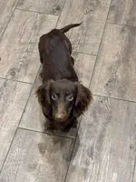 Broody , a male Miniature Dachshund for sale in Greeley, CO – 6 of 6