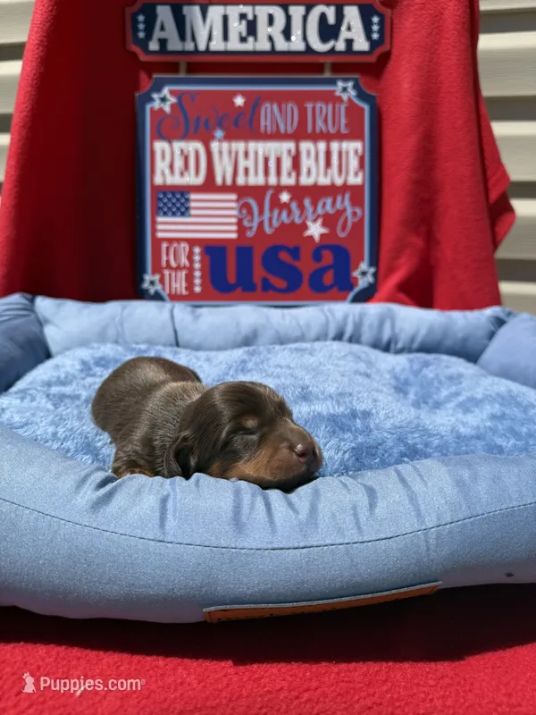 Broody  – Miniature Dachshund puppy for sale in Greeley, CO