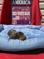 Broody , a male Miniature Dachshund for sale in Greeley, CO – 1 of 6