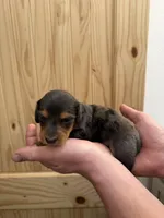 🐾 Buster 🐾, a male Miniature Dachshund for sale in Greeley, CO – 3 of 6