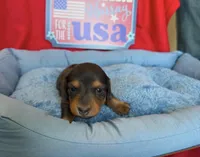 🐾 Buster 🐾, a male Miniature Dachshund for sale in Greeley, CO – 1 of 6