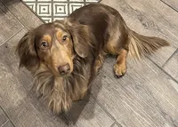 Broody , a male Miniature Dachshund for sale in Greeley, CO – 5 of 6
