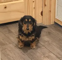 🐾 Buster 🐾, a male Miniature Dachshund for sale in Greeley, CO – 6 of 6