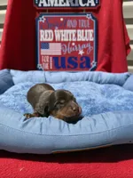 Broody , a male Miniature Dachshund for sale in Greeley, CO – 3 of 6