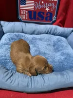 Brooks , a male Miniature Dachshund for sale in Greeley, CO – 4 of 6