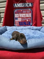 Broody , a male Miniature Dachshund for sale in Greeley, CO – 4 of 6