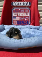Bandit, a male Miniature Dachshund for sale in Greeley, CO – 2 of 6