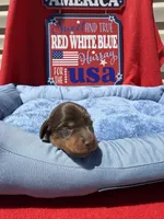 Broody , a male Miniature Dachshund for sale in Greeley, CO – 2 of 6