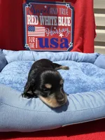 Bandit, a male Miniature Dachshund for sale in Greeley, CO – 3 of 6