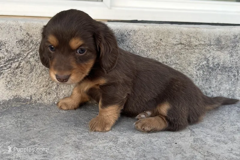 Broody  – Miniature Dachshund puppy for sale in Greeley, CO