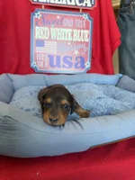🐾 Buster 🐾, a male Miniature Dachshund for sale in Greeley, CO – 5 of 6