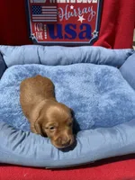Brooks , a male Miniature Dachshund for sale in Greeley, CO – 3 of 6