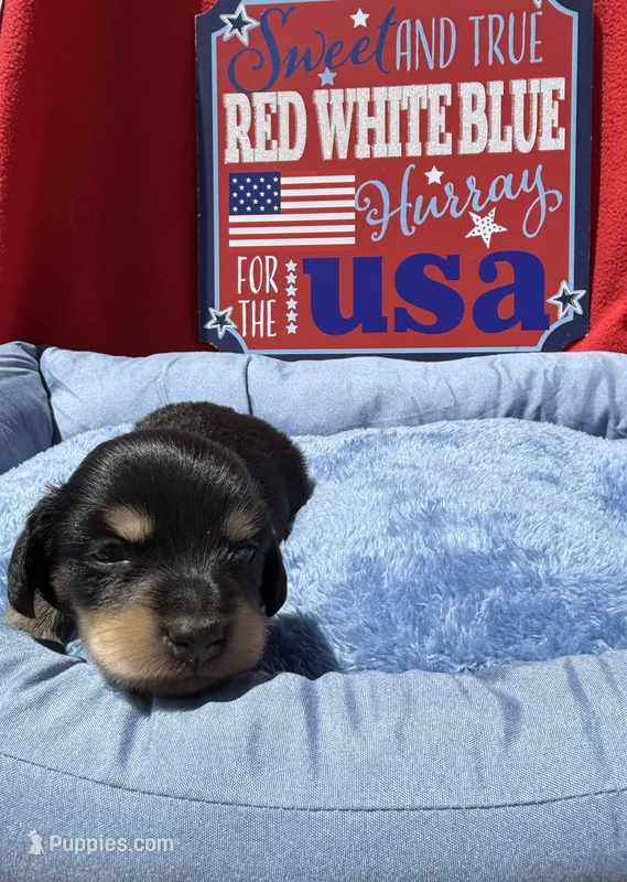 Bandit – Miniature Dachshund puppy for sale in Greeley, CO