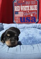 Bandit, a male Miniature Dachshund for sale in Greeley, CO – 1 of 6