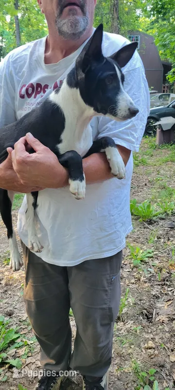 Batman – Basenji puppy for sale in Dallas, TX