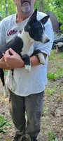 Batman, a male Basenji for sale in Dallas, TX – 1 of 1