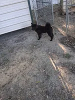 Rocky, a female Chow Chow for sale in Big Sandy, TX – 3 of 4