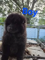 Rocky, a male Chow Chow for sale in Big Sandy, TX – 3 of 3