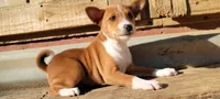 Super Pup, a  Basenji for sale in Big Sandy, TX – 3 of 5