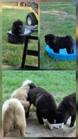 Linda, a female Chow Chow for sale in Big Sandy, TX – 3 of 4