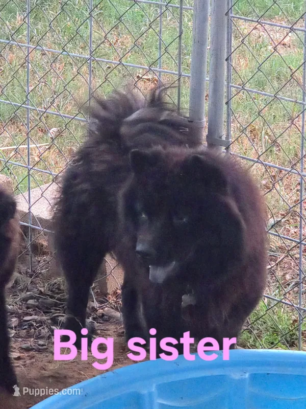 Big sister – Chow Chow puppy for sale in Big Sandy, TX