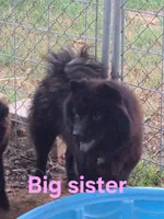 Big sister, a female Chow Chow for sale in Big Sandy, TX – 1 of 1