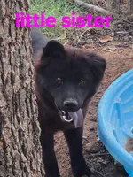 Rocky, a female Chow Chow for sale in Big Sandy, TX – 2 of 4