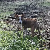 Rocky, a male Basenji for sale in Dallas, TX – Photo 2 of 2