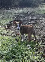 Rocky, a male Basenji for sale in Dallas, TX – Photo 2 of 2