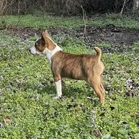 Rocky, a male Basenji for sale in Dallas, TX – Photo 1 of 2